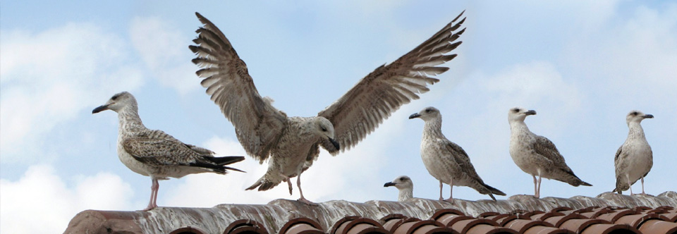 Aves y Plagas